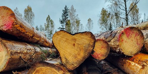 Kuinka monimuotoisuus säilytetään?